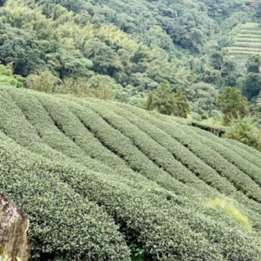 Taiwan unique tea,Fragrant type Oolong tea,杉林溪烏龍茶 Chin-Shin-Oolong,Shanlinxi,NO Roasting,150g*4