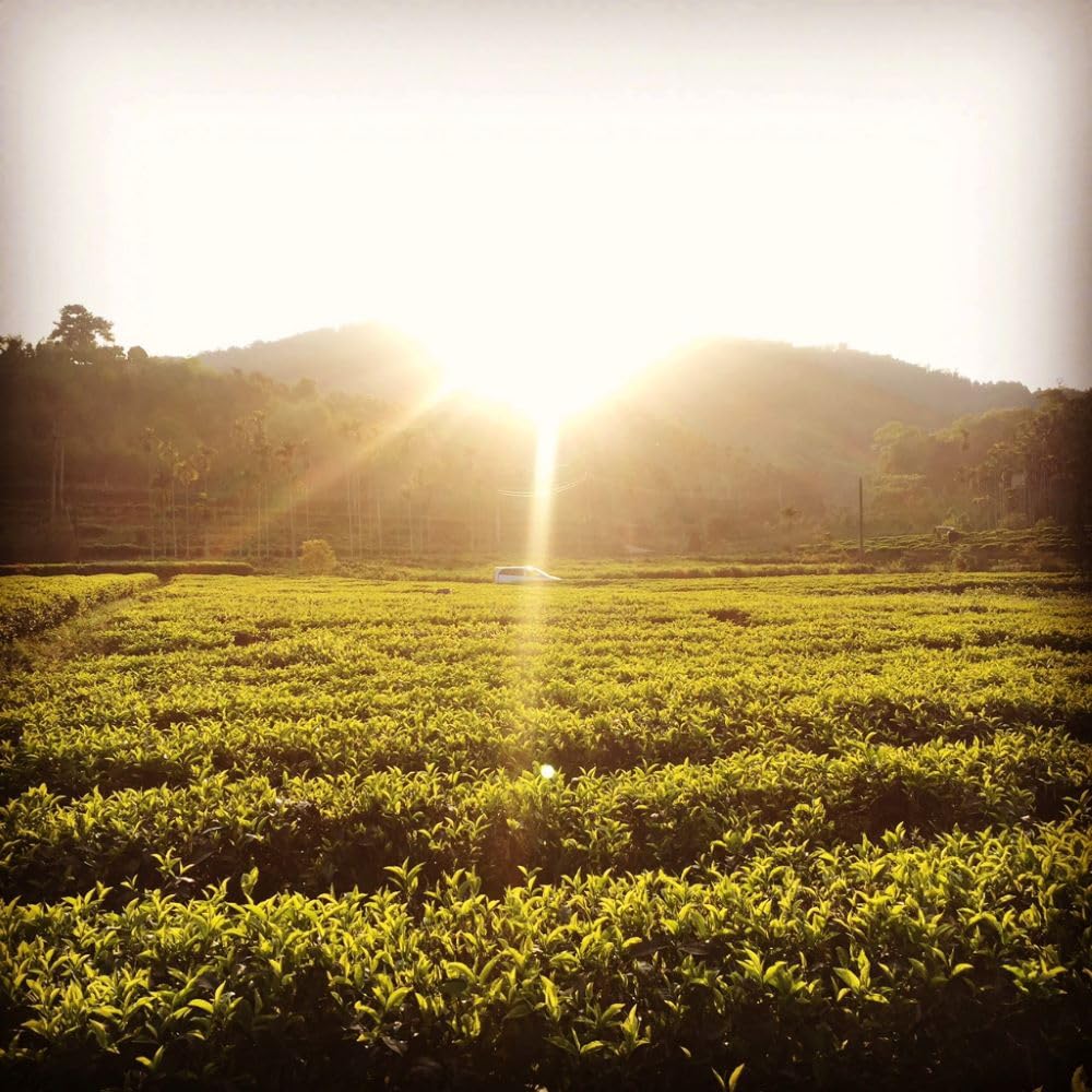 Taiwan unique tea,TTES No.18 (Ruby),日月潭紅茶,150g*4