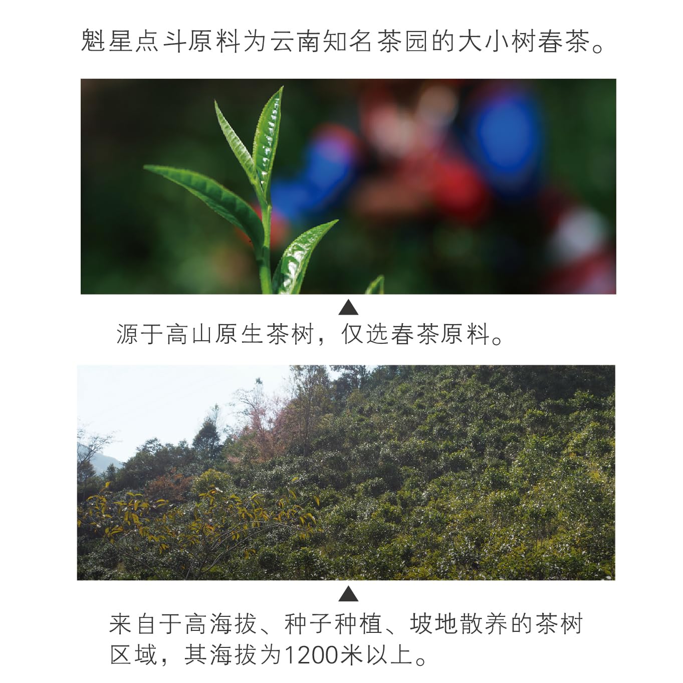 2014 Dovji Kuixingdiandou Raw Pu-erh Tea Cake, 400g, from Yunnan
