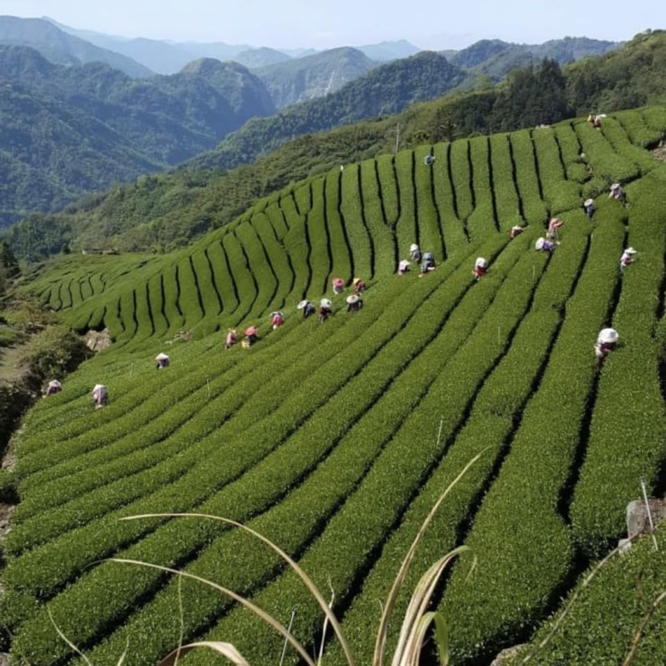 Taiwan unique tea,大禹嶺烏龍茶 Dayuling Oolong Tea,75g*4