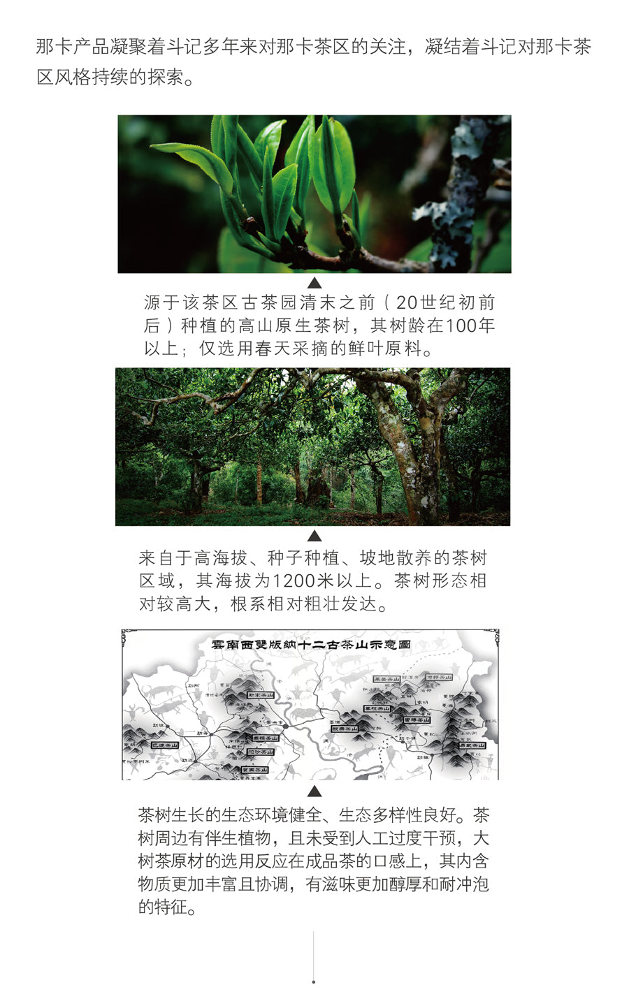 Dovji Naka Big Tree Raw Pu-erh Tea Cake, 357g, from Yunnan"