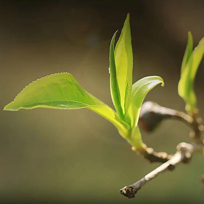 2019 Lao Ban Zhang Zhengqitang 500-Year-Old Tree Raw Pu-erh Tea Cake, 357g, from Yunnan
