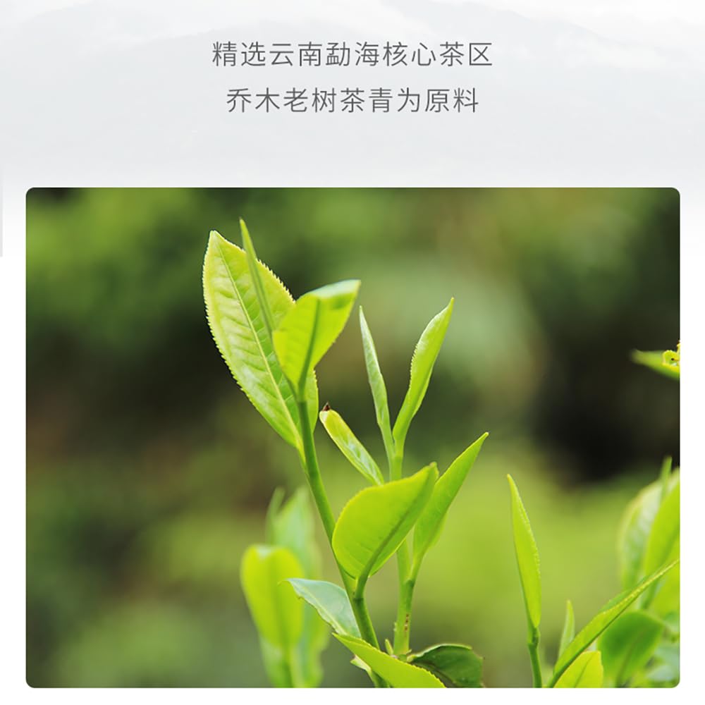 Old Comrade 2020 Fresh Fragrance Raw Pu-Erh Tea – 357g (12.6oz) Sheng Puerh Cake – Premium Aged Chinese Tea