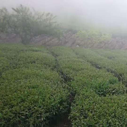 Taiwan unique tea,大禹嶺烏龍茶 Dayuling Oolong Tea,75g*4