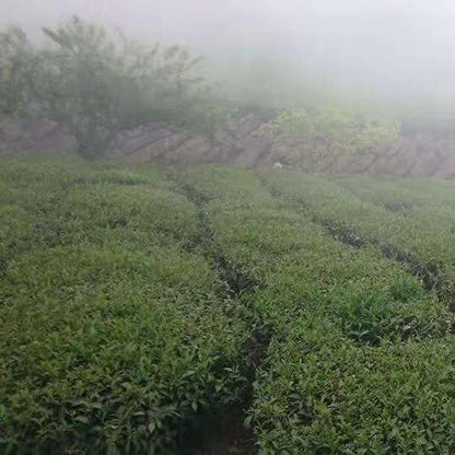 Taiwan unique tea,大禹嶺烏龍茶 Dayuling Oolong Tea,75g*4