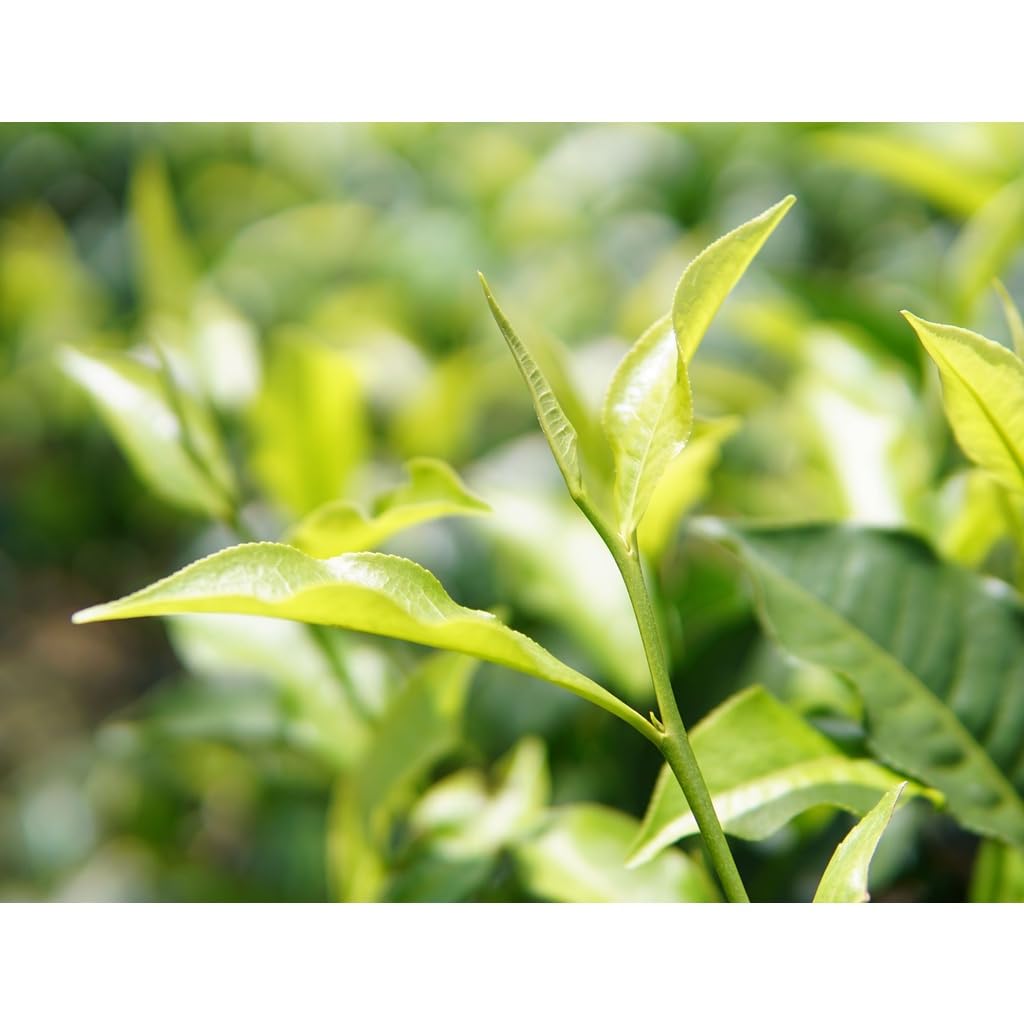 Taiwan unique tea,TTES No.18 (Ruby),日月潭紅茶,150g*4
