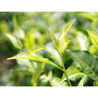 Taiwan unique tea,TTES No.18 (Ruby),日月潭紅茶,150g*4