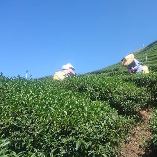 Taiwan unique tea,大禹嶺烏龍茶 Dayuling Oolong Tea,75g*4