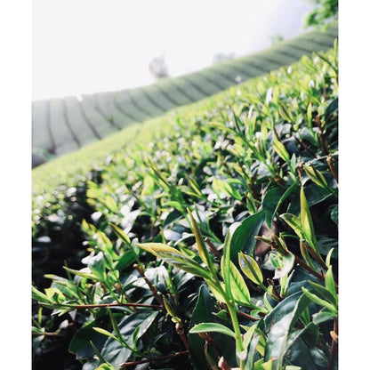 Taiwan unique tea,楓林茶葉,Chin-Shin-Oolong,Hehuan Mountain,150g*4