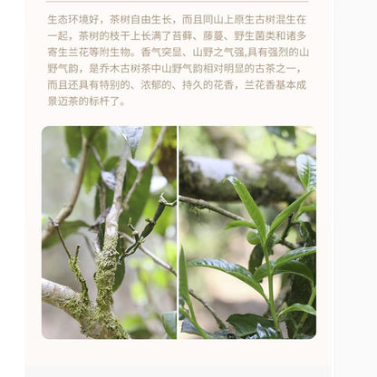 Bailian Jingmai Raw Pu-Erh Tea 2016 – 357g