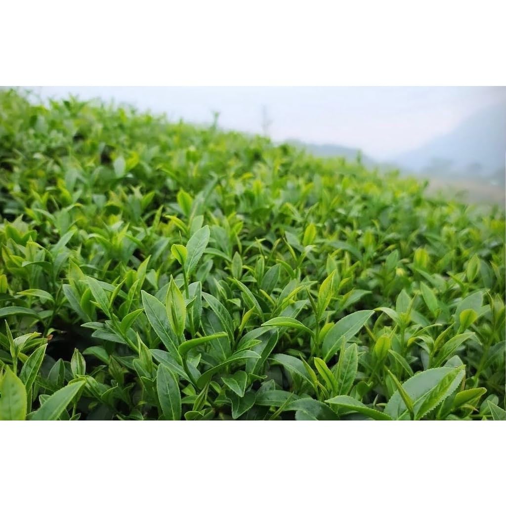 Taiwan unique tea,楓林茶葉,Chin-Shin-Oolong,Lishan,150g*4