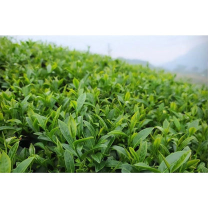 Taiwan unique tea,楓林茶葉,Chin-Shin-Oolong,Lishan,150g*4