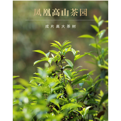 Phoenix Narcissus 鳳凰水仙茶,鸭屎香,傳統炭焙,重火,500g,Shipped from China