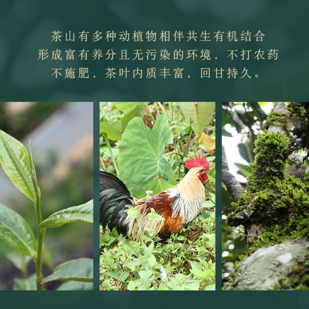 Chen Sheng Hao Year of the Dog Zodiac Raw Pu-Erh Tea 2018 – 500g
