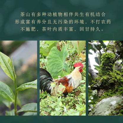 Chen Sheng Hao Year of the Dog Zodiac Raw Pu-Erh Tea 2018 – 500g