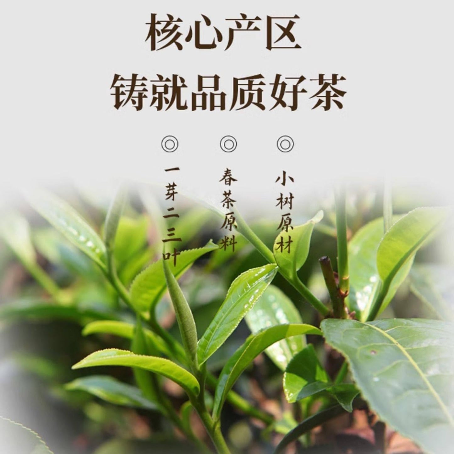 Douji 2015 Raw Pu-erh Tea Cake, Da Dou 1501 Batch, 357g Pressed Tea, Yunnan Puerh Spring Tea
