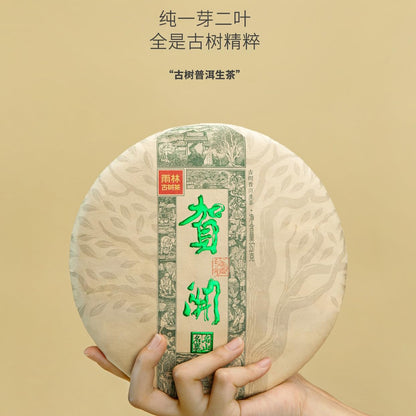 Rainforest Ancient Tree Hekai 2021 Raw Pu-Erh Tea Cake 357g – Premium Yunnan Sheng Puerh, Smooth & Aromatic