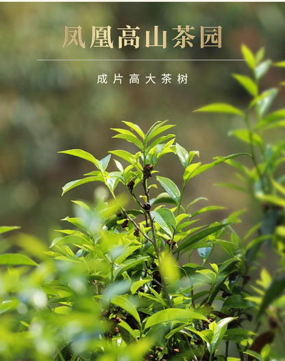 Phoenix Dancong 鳳凰單叢,桂花香,250g*2,Shipped from China