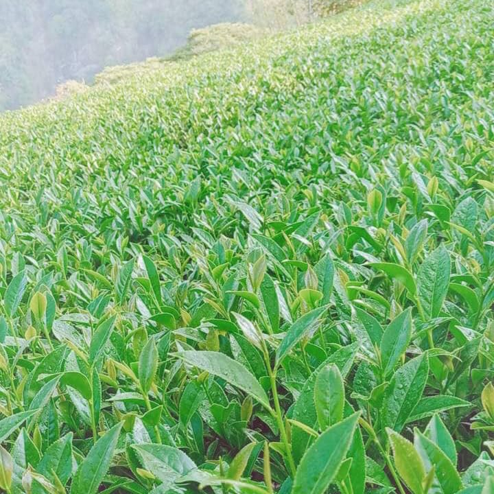 Taiwan unique tea,大禹嶺烏龍茶 Dayuling Oolong Tea,75g*4