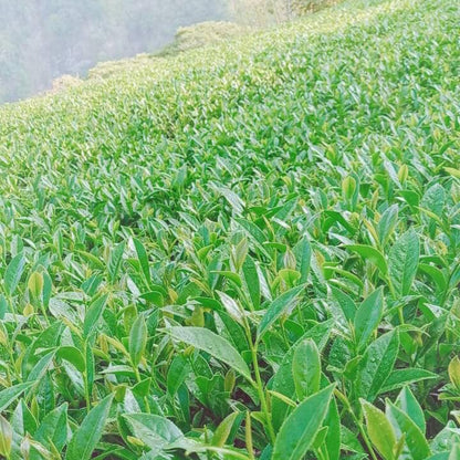 Taiwan unique tea,大禹嶺烏龍茶 Dayuling Oolong Tea,75g*4