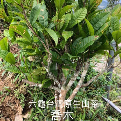 Taiwan indigenous wild tea,六龜藤枝 Liugui Tengzhi,Large-leaf black tea,75g*4