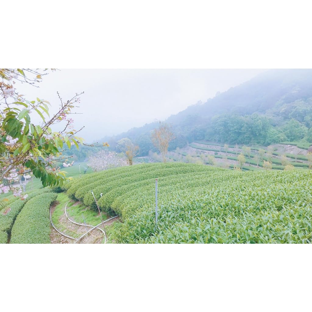 Taiwan unique tea,楓林茶葉,Chin-Shin-Oolong,Da Yu Ling,75g*8