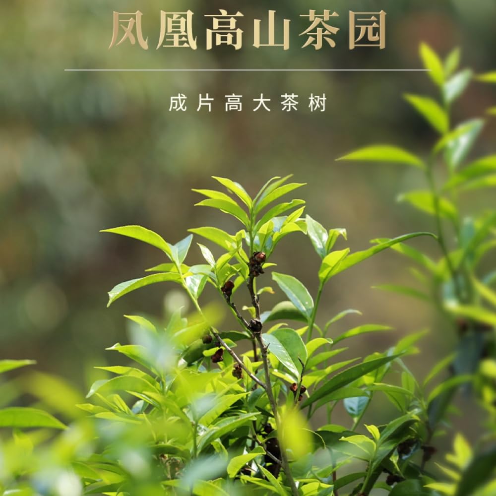Lingtou Dancong 岭頭单叢茶,傳統炭焙,重火,500g,Shipped from China
