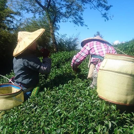Taiwan unique tea,大禹嶺烏龍茶 Dayuling Oolong Tea,75g*4