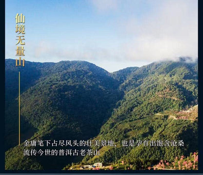 2019 Infinite Mountain (Wuliangshan) Ancient Tree Raw Pu-erh Tea Cake, 357g, from Yunnan – SHENG JIA YUAN