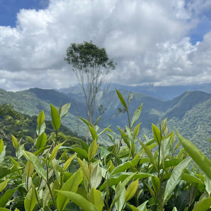 Taiwan unique tea,Taiwan indigenous wild tea,75g*4