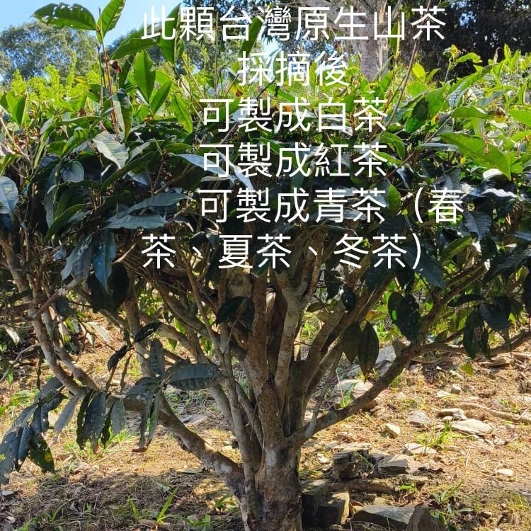 Taiwan indigenous wild tea,六龜藤枝 Liugui Tengzhi,Large-leaf black tea,75g*4