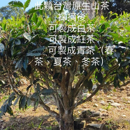 Taiwan indigenous wild tea,六龜藤枝 Liugui Tengzhi,Large-leaf black tea,75g*4