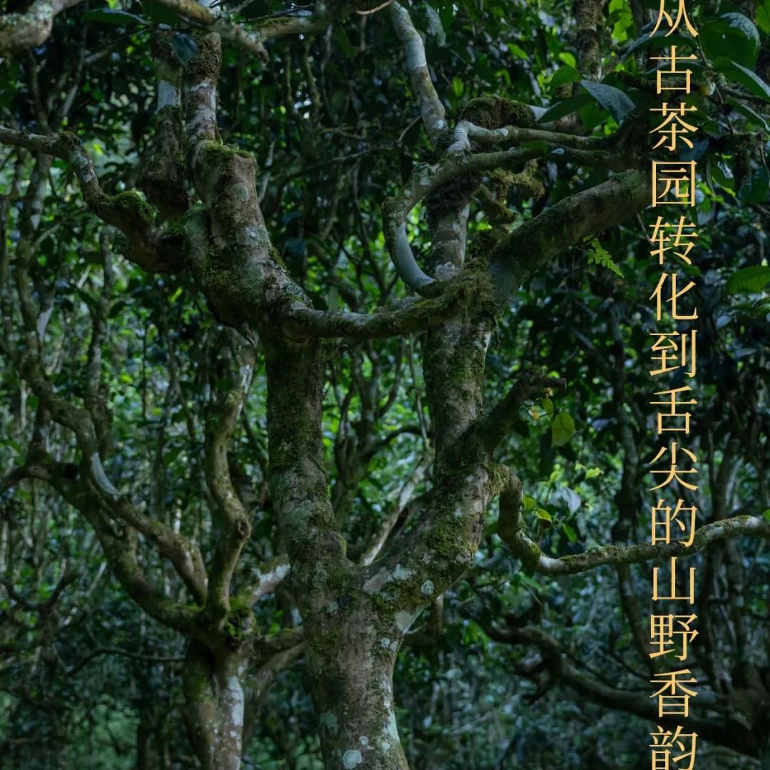 Rainforest Ancient Tree Banpen 2021 Raw Pu-Erh Tea Cake 357g – Premium Yunnan Sheng Puerh, Bold & Smooth