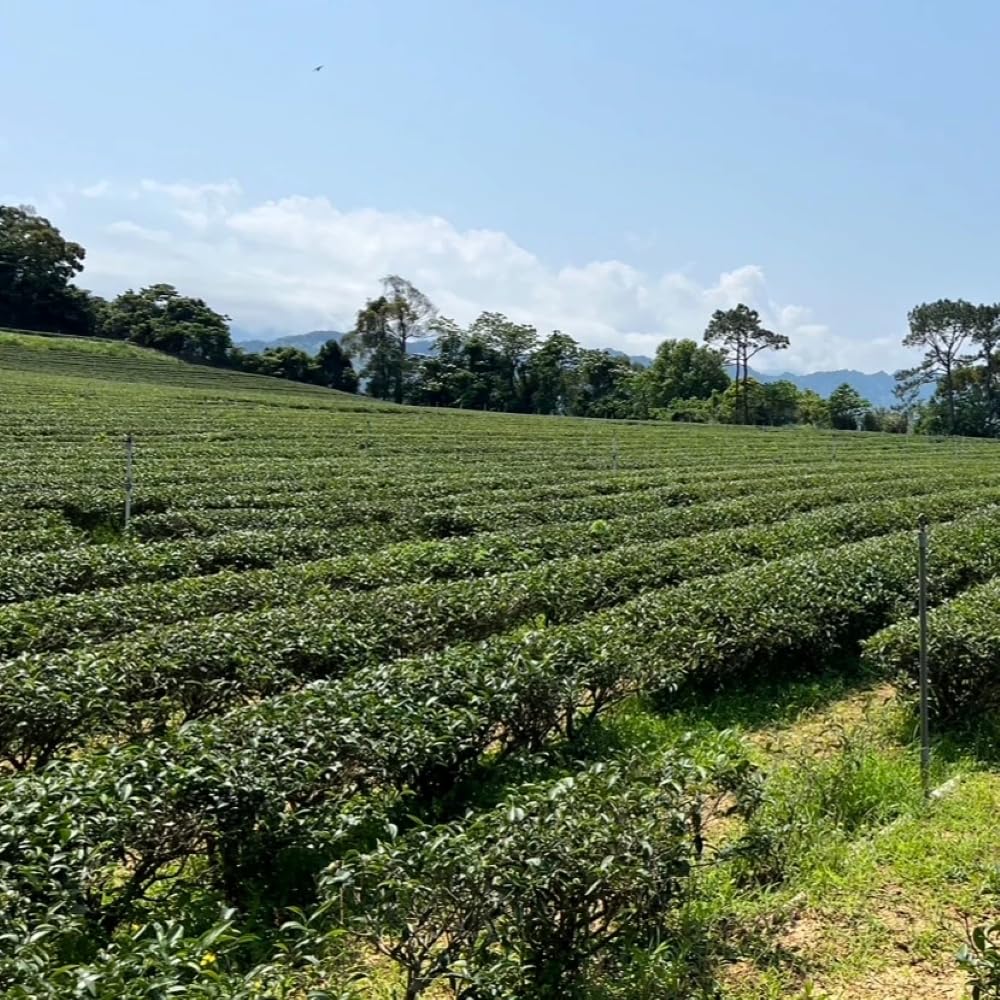 Taiwan unique tea,徐耀良,Chin-Shin-Dapan,Oriental Beauty tea,Four-Star,75g*4