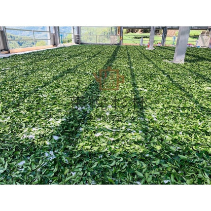 Taiwan unique tea,Fragrant type Oolong tea,杉林溪烏龍茶 Chin-Shin-Oolong,Shanlinxi,NO Roasting,150g*4