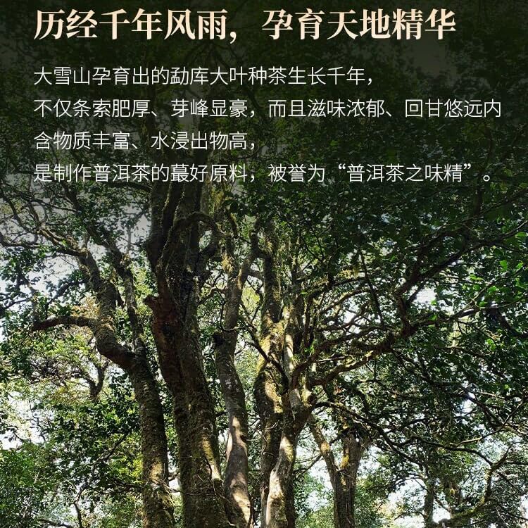 2023 Single Plant Raw Pu-erh Tea Cake, 357g, from Daxue Mountain, Yunnan