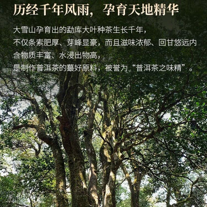 2023 Single Plant Raw Pu-erh Tea Cake, 357g, from Daxue Mountain, Yunnan