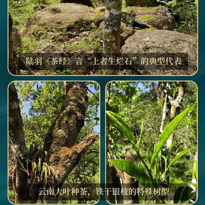 Pu-Erh tea,2022,Nahan old tree,357g,Raw