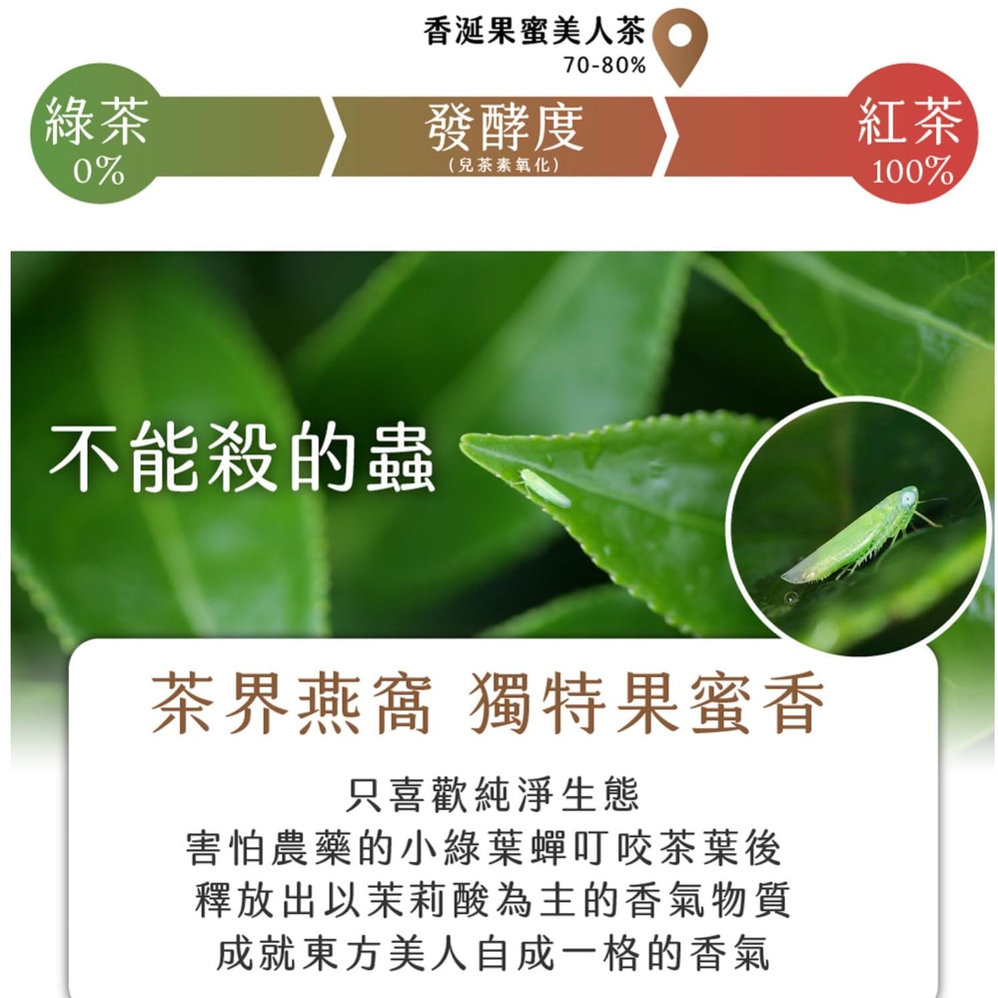 Taiwan unique tea,香涎果蜜美人茶 Oriental Beauty tea,75g*4