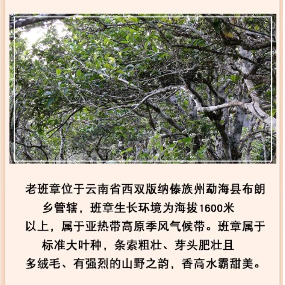 2014 Lao Ban Zhang - Ancient Tree Pure Material Ripe Pu-erh Tea Cake, 357g, from Yunnan