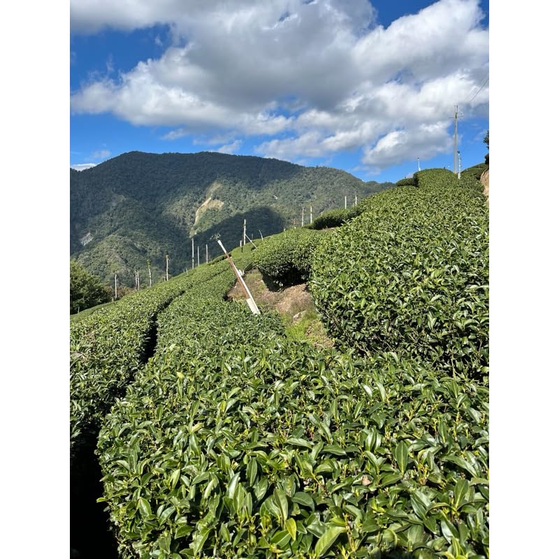 Taiwan unique tea,楓林茶葉,Chin-Shin-Oolong,Hehuan Mountain,150g*4