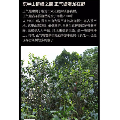 2020 Zhengqitang 500-Year-Old Tree Raw Pu-erh Tea Cake, 1000g, from Yunnan