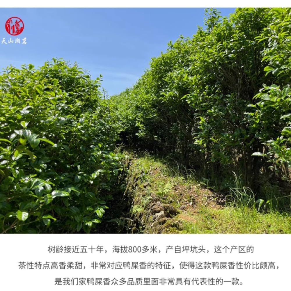 Phoenix Dancong 鳳凰單叢,高山鸭屎香,炭焙,125g*4,Shipped from China
