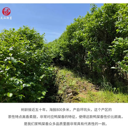 Phoenix Dancong 鳳凰單叢,高山鸭屎香,炭焙,125g*4,Shipped from China