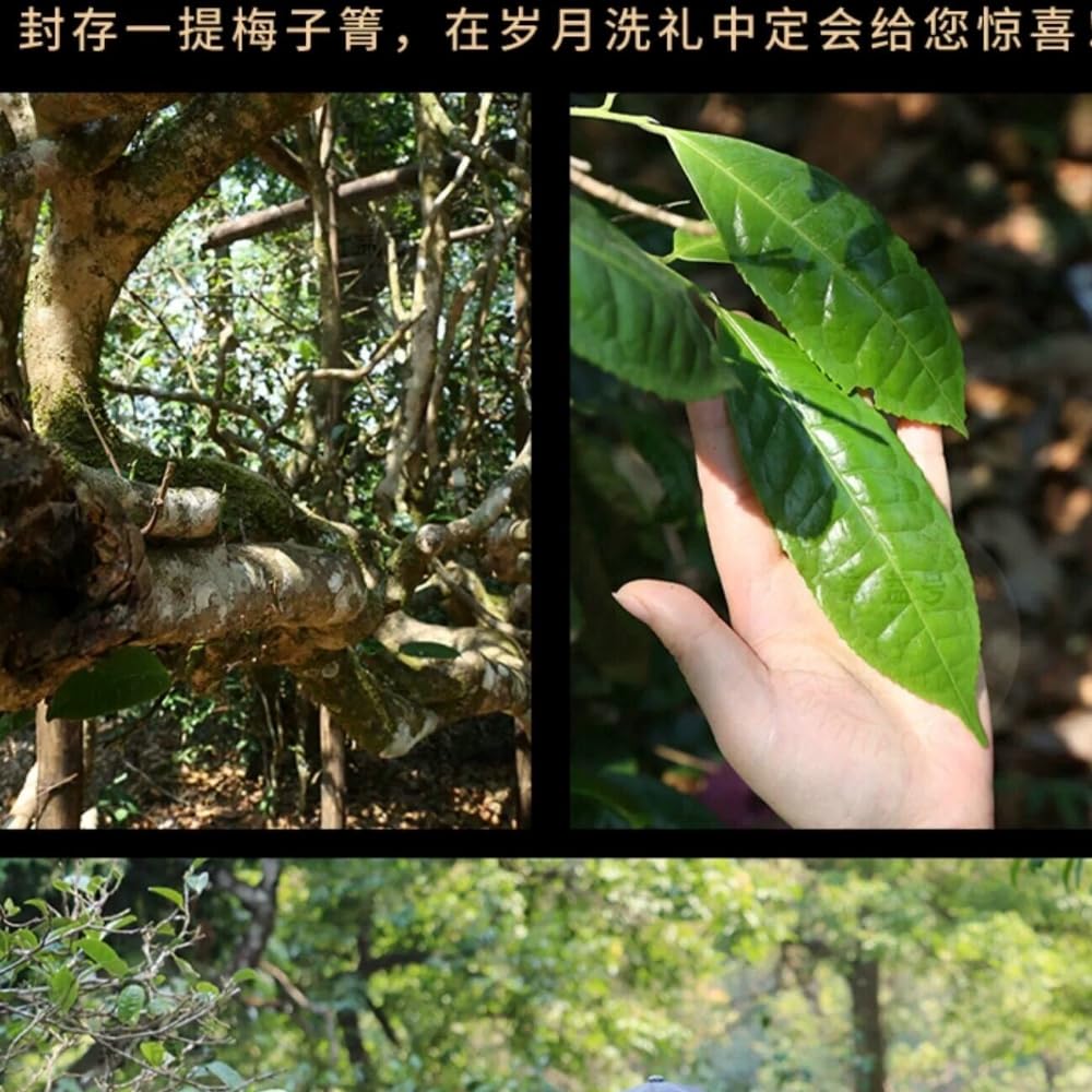 2023 Meiziqing Single Plant Raw Pu-erh Tea Cake, 357g, from Yunnan