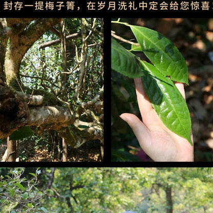 2023 Meiziqing Single Plant Raw Pu-erh Tea Cake, 357g, from Yunnan