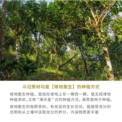 2019 Dovji Mengsong Small Tree Cake Raw Pu-erh Tea Cake, 357g, from Yunnan