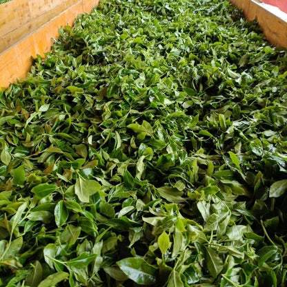 Pu-Erh tea,2016,Colorful Rainforest,Bada,357g,Ripe