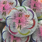 Qicai Yuxian Ripe Pu-Erh Tea 2010 – 1000g