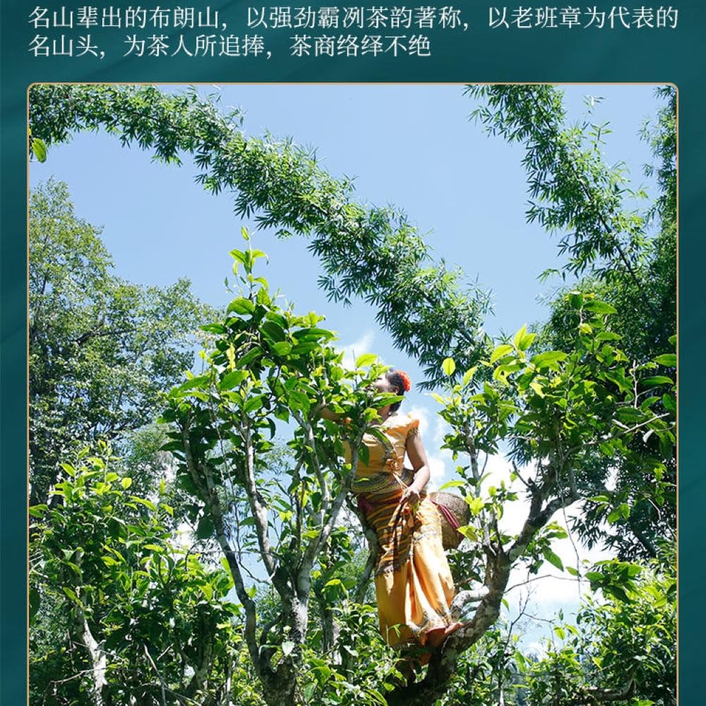 Pu-Erh tea,2022,Xinmane old tree,357g,Raw